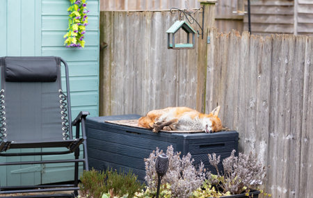A red fox resting peacefully on a garden storage box in a suburban backyard, showcasing urban wildlife adapting to city life, UK.の写真素材