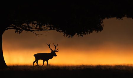 Silhouette of a red deer stag walking next to a tree in a misty field during a golden sunrise, creating an atmospheric wildlife scene, UK.の写真素材