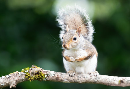 Close-up of a cute curious young grey squirrel standing on a tree branch, UK.