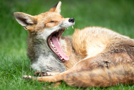 Close-up portrait of a wild red fox (Vulpes vulpes) yawning, revealing its sharp teeth and pink tongue while relaxing on a green grass in natural sunlight, UK.の写真素材