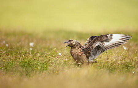 Close-up of a Great skua with wings spread calling on coastal grassland, UK.の写真素材