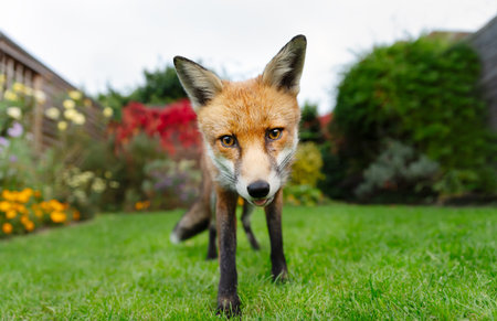 Portrait of a wild red fox (Vulpes vulpes) standing alertly on a green lawn in a vibrant garden, looking directly at the viewer with an intelligent and curious gaze, UK.の写真素材