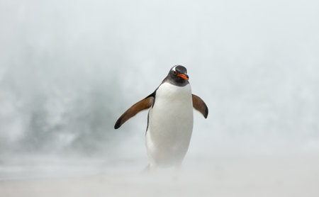 Gentoo penguin standing on a sandy beach surrounded by sea spray and ocean waves, captured on the Falkland islands in its natural habitat.の写真素材