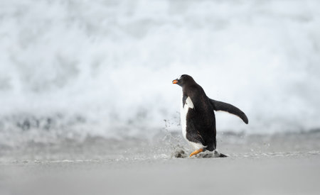 Gentoo penguin walking on a sandy beach with ocean waves in the background, captured in its natural coastal habitat on the Falkland Islands.の写真素材