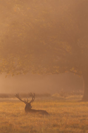 Silhouette of a red deer stag lying in a misty field during a golden sunrise, creating a dramatic and atmospheric wildlife scene, UK.の写真素材