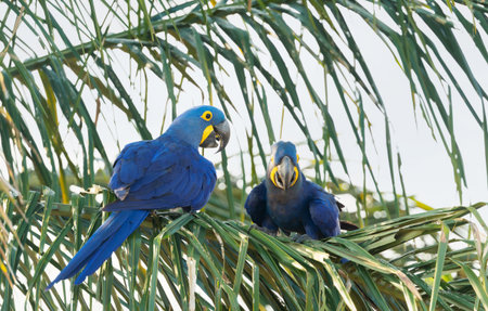 A pair of Hyacinth Macaws (Anodorhynchus hyacinthinus) perched on a palm frond in the Pantanal, Brazil.の写真素材