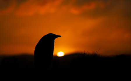 Close-up silhouette of a Gentoo penguin at vibrant golden sunrise on the shores of the Falkand Islands.の写真素材