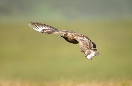 Close-up of a Great skua in flight, UK.の写真素材