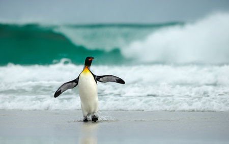 King penguin (Aptenodytes patagonicus) stepping onto a sandy beach with large ocean waves crashing behind in Falkland Islands.の写真素材