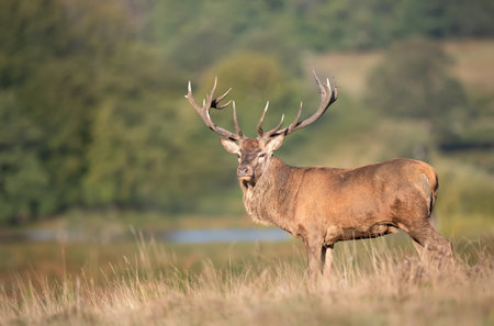 Close-up of a majestic red deer stag with large antlers in a meadow, UK