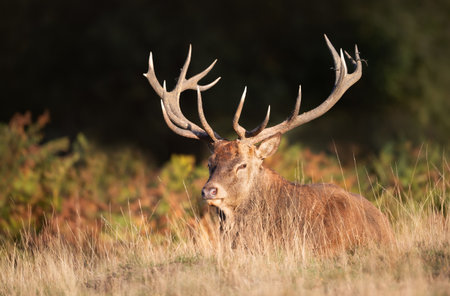 Close-up of a majestic red deer stag with large antlers lying on grass in a meadow, UKの写真素材