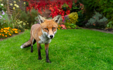Portrait of a wild red fox (Vulpes vulpes) standing alertly on a green lawn in a vibrant garden,...
