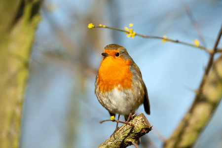 A close-up of a European Robin (Erithacus rubecula) perched on a budding tree branch in spring, captured in soft natural light, UK.の写真素材
