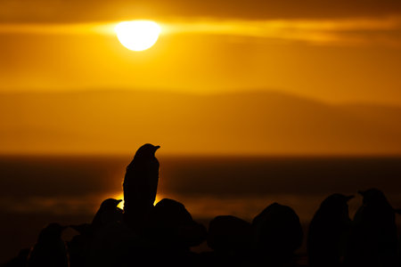 Close-up silhouette of a gentoo penguin in a colony at vibrant golden sunrise on the shores of the Falkand Islands.の写真素材