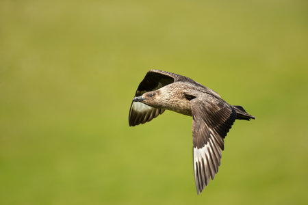 Close-up of a Great skua in flight, UK.の写真素材