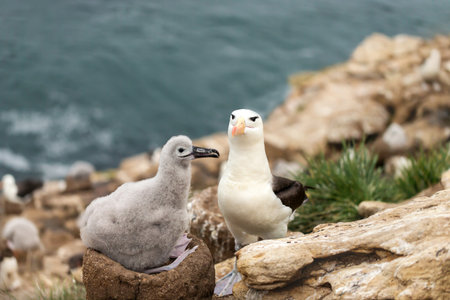 Close-up of a Black-browed albatross chick sitting on a mud pillar nestの写真素材
