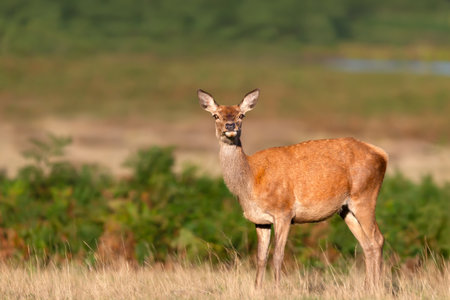 Close-up of a red deer hind standing in autumn meadow, UKの写真素材