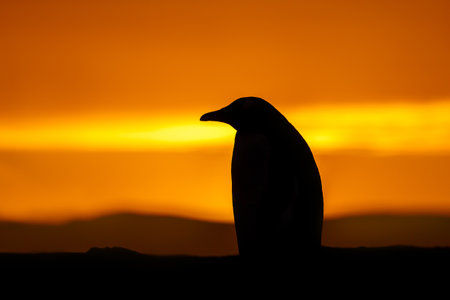 Close-up silhouette of a Gentoo penguin at vibrant golden sunrise on the shores of the Falkand Islands.の写真素材