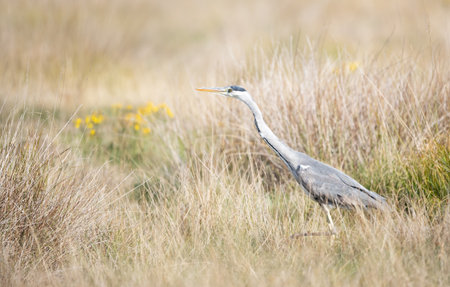 Close-up of a grey heron hunting in tall grass in a meadow, UKの写真素材