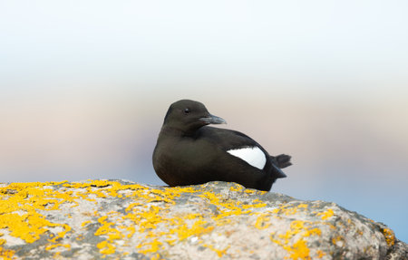 Black Guillemot (Cepphus grylle) perched on a rock covered in vibrant yellow lichen in the Shetland Islands, Scotland.の写真素材