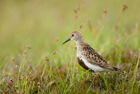 Close-up of a Dunlin (Calidris alpina) standing among green and brown marsh grasses, UK.の写真素材