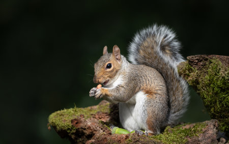A close-up of a Grey Squirrel (Sciurus carolinensis) holding and eating a nut while perched on a tree branch, UKの写真素材