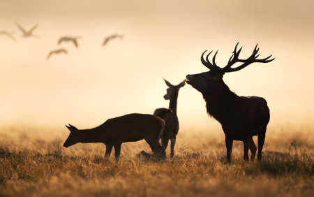 Silhouettes of a Red Deer stag (Cervus elaphus) with large antlers standing alongside two female hinds in a meadow at sunrise with several birds flying in the warm, golden, misty sky, UK.の写真素材