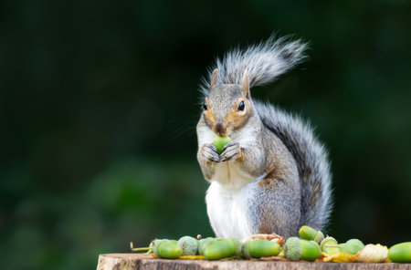 A close-up of a Grey Squirrel (Sciurus carolinensis) holding and eating a green acorn while perched on a tree stump, UKの写真素材