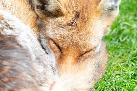 Portrait of a Red fox sleeping curled up, eyes closed and tail wrapped around its face, UK.
