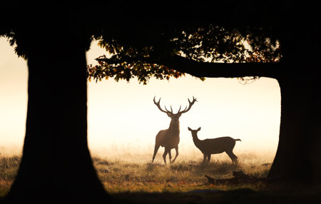 Majestic silhouettes of a Red Deer stag (Cervus Elaphus) and hind (female) standing in an open field against a dramatic, golden, misty sunrise or sunset in autumn.の写真素材