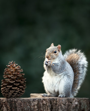 Close-up of a Grey squirrel (Sciurus carolinensis) sitting on a tree stump and eating, with a large pine cone beside it, UK.の写真素材