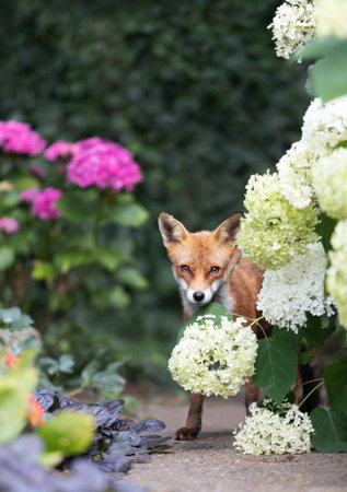 A wild young Red fox cub (Vulpes vulpes) standing on a garden path surrounded by white and pink hydrangea flowers and green foliage in a natural summer setting, UK.の写真素材