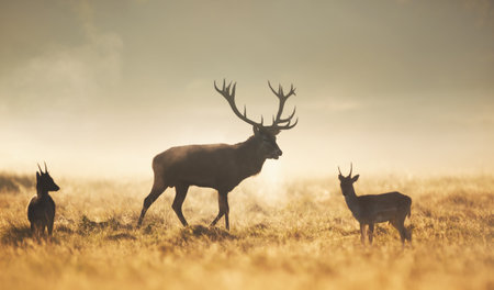 Silhouettes of a large wild Red deer stag (Cervus elaphus) standing next to two younger Fallow deer bucks (Dama dama) in an open, misty field at sunrise, backlit by warm, golden light, UK.の写真素材