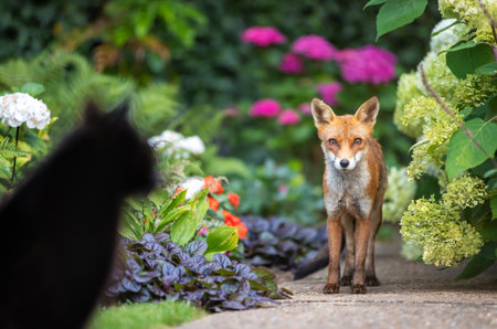 A wild urban Red Fox (Vulpes vulpes) stands on a flower garden path, looking toward a domestic black cat blurred in the foreground, UK.の写真素材