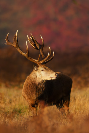 A majestic Red deer stag (Cervus elaphus) with large antlers stands in a misty autumnal field during...