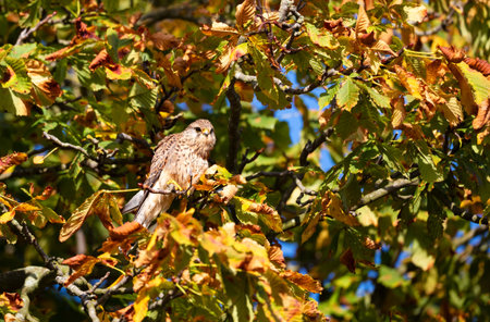 A wild female Common Kestrel (Falco tinnunculus) perched within the branches of a tree with vibrant green and golden brown autumn leaves, UK.の写真素材