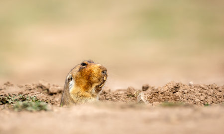 Big-headed African Mole-rat (Tachyoryctes macrocephalus), also known as the giant root-rat, as it emerges from its underground burrow in the Bale Mountains of Ethiopia.の写真素材