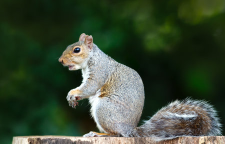 A close-up of a Grey Squirrel (Sciurus carolinensis) holding and eating a nut while perched on a tree stump, UKの写真素材