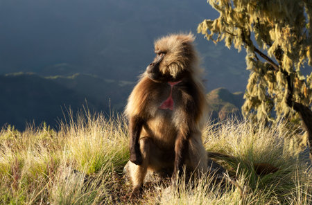 A portrait of a male Gelada baboon (Theropithecus gelada) sitting on a sunlit, grassy slope in its...