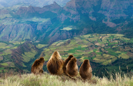 Group of Gelada baboons (Theropithecus gelada) sitting on a grassy cliff edge, observing the vast, dramatic, terraced mountain landscape of the Simien Mountains National Park in Ethiopia.の写真素材