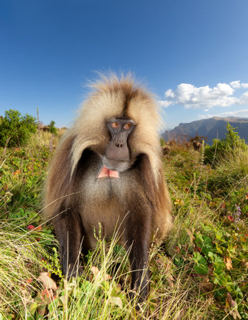Close-up of an adult male Gelada baboon (Theropithecus gelada) sitting on lush, green and autumnal vegetation while plucking and eating grass in its natural habitat in the Ethiopian Highlands, Simien Mountains National Park.の写真素材