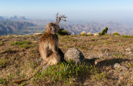 A close-up of a male Gelada baboon (Theropithecus gelada) sitting on a grassy slope in its natural,...