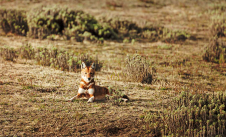 A wild Ethiopian wolf (Canis simensis), Africaâs rarest and most endangered carnivore, rests in the high-altitude grasslands of the Ethiopian Highlands, showing its distinctive rusty-red fur and white facial markings.の写真素材