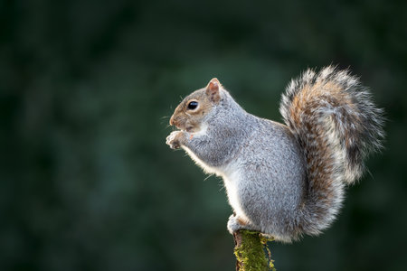 Grey squirrel (Sciurus carolinensis) eating a nut while perched on a mossy, tree branch, UK.の写真素材