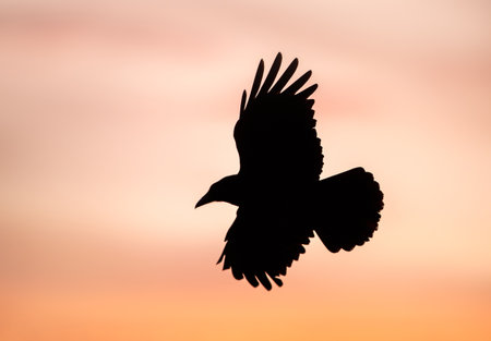 Silhouette of carrion crow (Corvus corone) in flight at sunset, UK.の写真素材