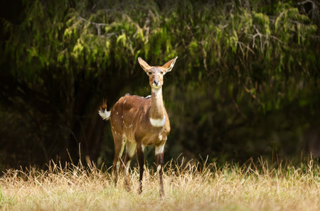 A female Mountain Nyala (Tragelaphus buxtoni), an endangered antelope endemic to the high-altitude woodlands of the Ethiopian Highlands, stands in sunlit dry grass.の写真素材