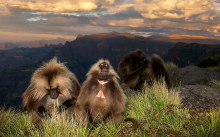 Group of Gelada baboons (Theropithecus gelada) sitting together on rocks at sunset in their high-altitude grassland habitat with the dramatic, dark mountains and a cloudy sky in Simien Mountains National Park, Ethiopia.の写真素材
