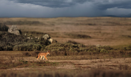 A wild Ethiopian wolf (Canis simensis), Africaâs rarest and most endangered carnivore, running in the high-altitude grasslands of the Ethiopian Highlands, displaying its distinctive rusty-red fur and white facial markings.の写真素材