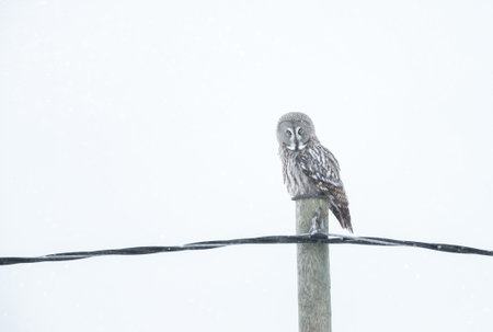 A majestic Great Grey Owl (Strix nebulosa) perches on a wooden post in a winter, Finland.の写真素材