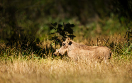 A common warthog (Phacochoerus africanus) standing in tall grass in its natural habitat in the Bale Mountains of Ethiopia.の写真素材